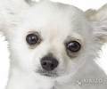 mn chien
