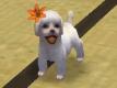 chien dans nintendogs