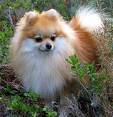 mon petit chien